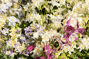 Image showing Delicate mixed columbine flowers in a floral market