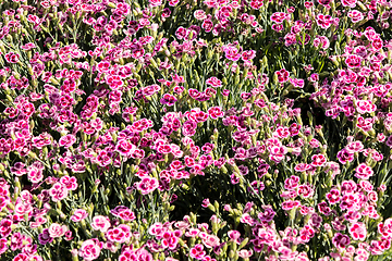 Image showing flowery and colorful carnations in a spring flower market