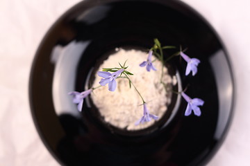 Image showing Small blue flower