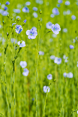 Image showing blue flax field closeup at spring shallow depth of field