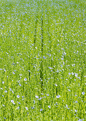 Image showing Large field of flax in bloom in spring