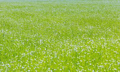 Image showing Large field of flax in bloom in spring