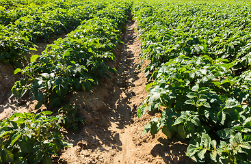 Image showing Large potato field with potato plants planted in nice straight r