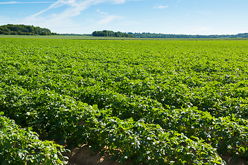 Image showing Large potato field with potato plants planted in nice straight r