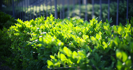 Image showing green leaves against the wall