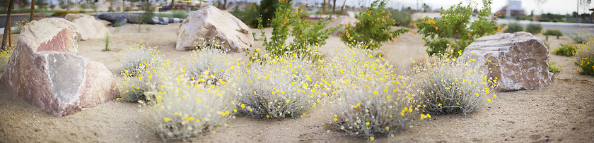 Image showing panoramic lanscape of desert flowers