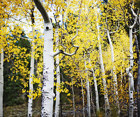 Image showing aspen trees