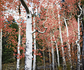 Image showing aspen trees with red leaves