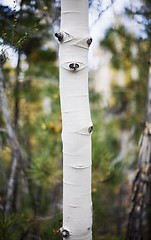 Image showing aspen tree