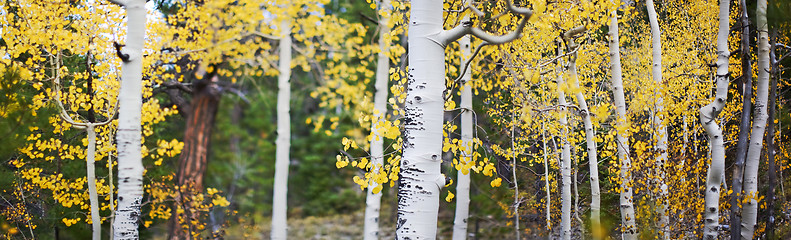 Image showing Panoramic of aspen trees