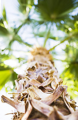 Image showing palm tree