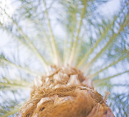 Image showing palm tree