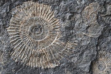 Image showing ammonites fossil texture  