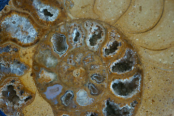 Image showing ammonites fossil texture  