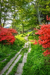 Image showing Forest path around Chuzenji lake, Nikko, Japan