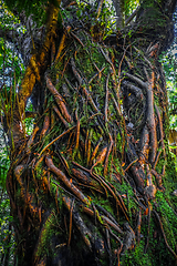 Image showing New Zealand rain forest