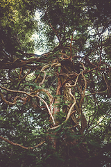 Image showing Fantasy tree in Nikko botanical garden, Japan
