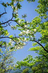 Image showing cherry blossoms in japan