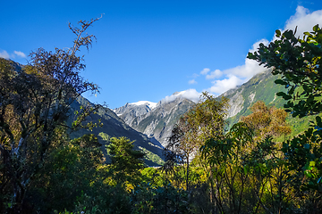 Image showing Franz Josef glacier and rain forest, New Zealand