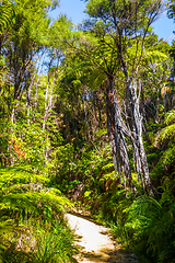 Image showing Track in Abel Tasman National Park, New Zealand