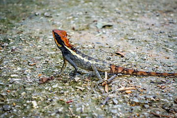 Image showing Crested Lizard in jungle, Khao Sok, Thailand