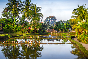 Image showing Paddy field at sunset, Ubud, Bali, Indonesia