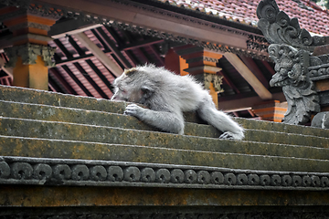 Image showing Monkey sleeping on a temple roof in the Monkey Forest, Ubud, Bal