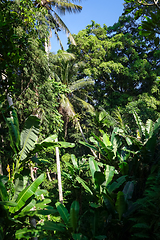 Image showing Jungle landscape in Goa Gajah elephant cave, Ubud, Bali, Indones