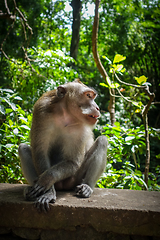 Image showing Monkey in the Monkey Forest, Ubud, Bali, Indonesia