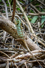 Image showing Crested Lizard in jungle, Khao Sok, Thailand