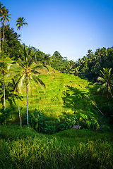 Image showing Paddy field rice terraces, ceking, Ubud, Bali, Indonesia