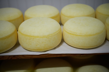 Image showing Cheese factory production shelves with aging old cheese