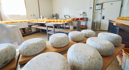 Image showing Cheese factory production shelves with aging old cheese