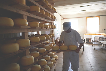 Image showing Cheese maker at the storage with shelves full of cow and goat cheese