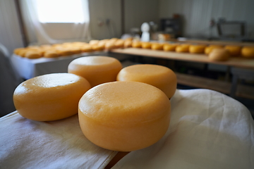 Image showing Cheese factory production shelves with aging old cheese