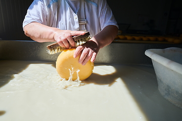 Image showing Workers preparing raw milk for cheese production