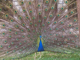 Image showing peacock