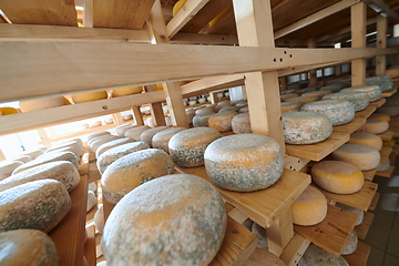 Image showing Cheese factory production shelves with aging old cheese