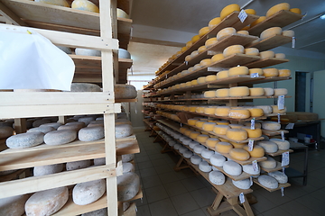 Image showing Cheese factory production shelves with aging old cheese