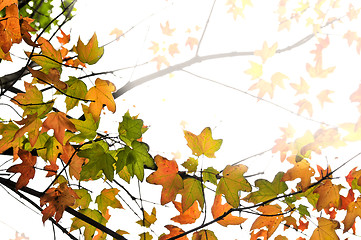 Image showing Fall maple leaves background