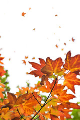 Image showing Fall maple leaves background