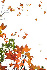 Image showing Fall maple leaves background