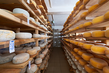 Image showing Cheese factory production shelves with aging old cheese