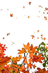 Image showing Fall maple leaves background