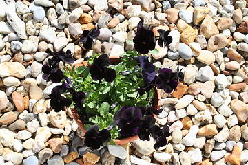 Image showing Black Pansies