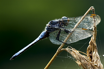 Image showing  dragonfly  and web