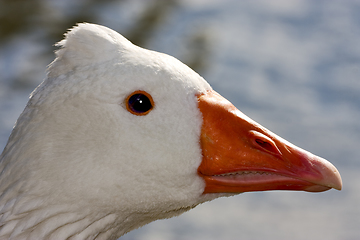 Image showing  duck whit black eye