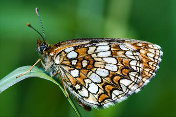 Image showing wild orange  butterfly  on a green leaf in the bush