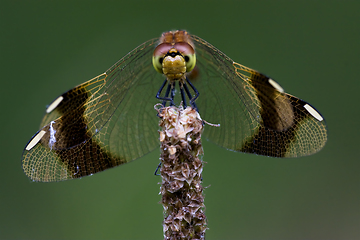 Image showing front of wild  yellow black dragonfly 