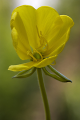 Image showing  yellow flower oenothera biennis 
